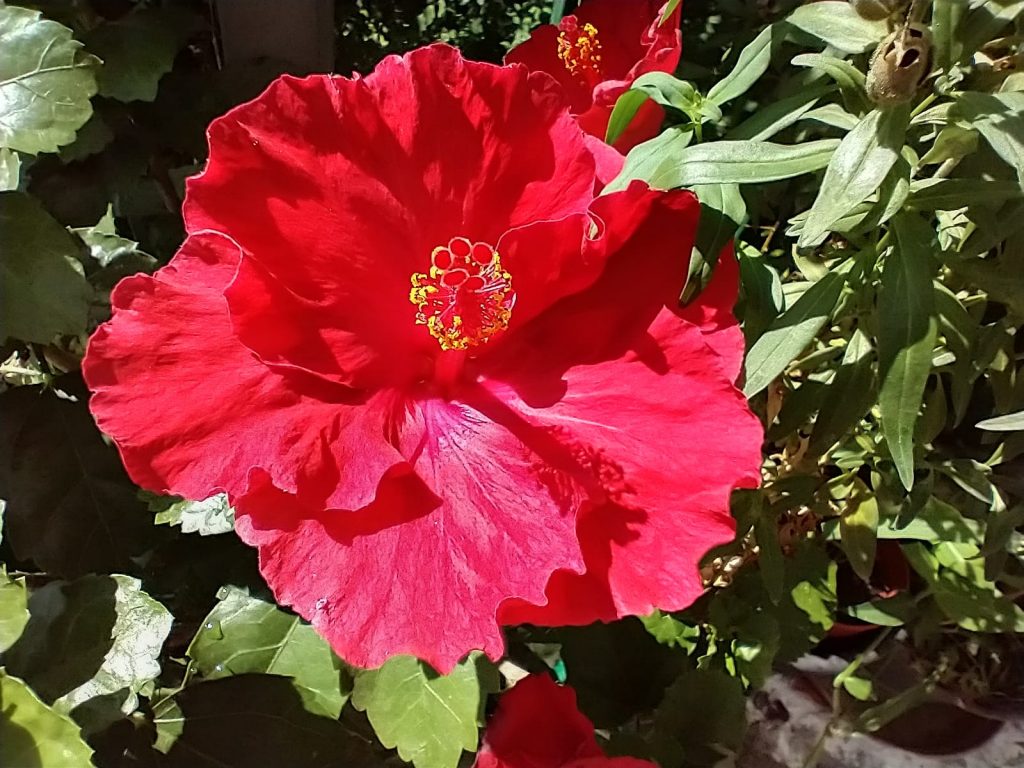 IMG-20210827-WA0026