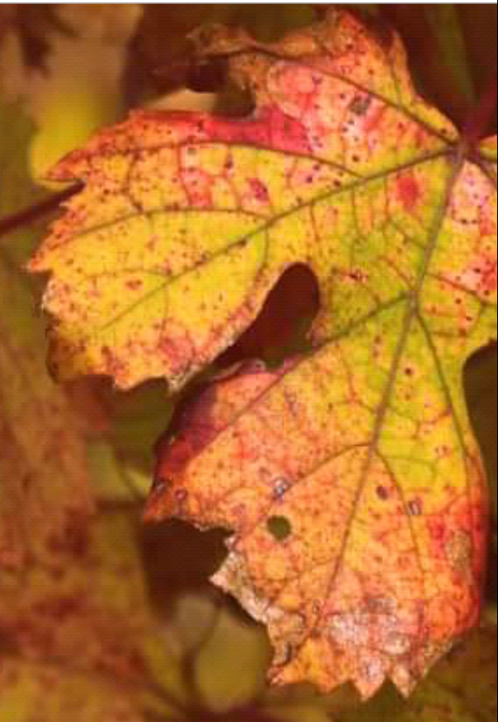 Screenshot_2021-11-12-11-35-39-1