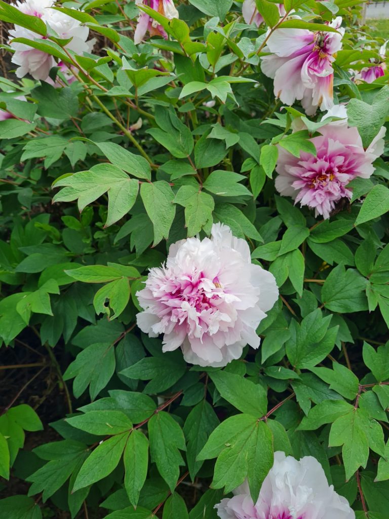 IMG-20220504-WA0021